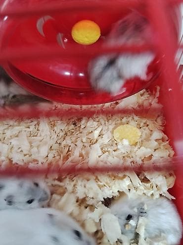 Heyvanlar üçün mallar: Cırtdan hamsterlər – qəfəs və aksesuarları ilə Məhsul təsviri: - — 4