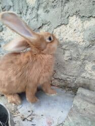 Inəklər, öküzlər: Temiz karlik diwidir erkeyi oladigna gore satiram — 7