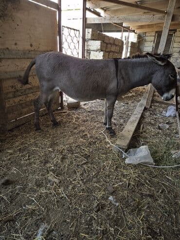 Boz rəngli eşşək Salam eşek dişidir bogaz olub olmadigini bilmirem