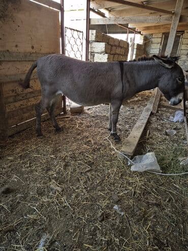 купить лошадь в баку: Boz rəngli eşşək Salam eşek dişidir bogaz olub olmadigini bilmirem — 1