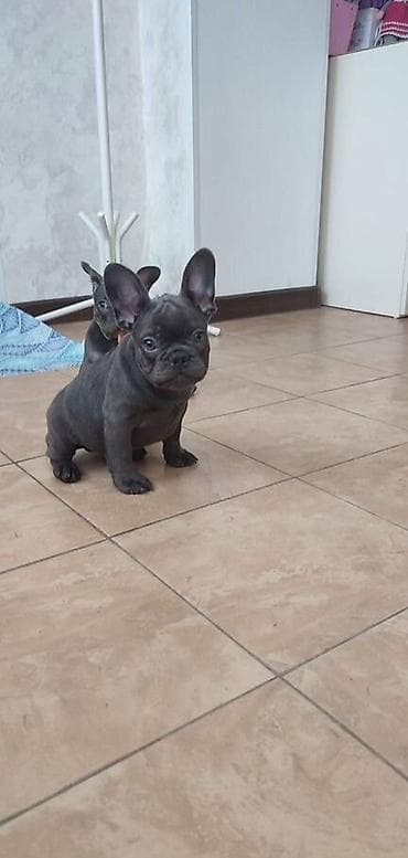 avcarka itləri: Amerikan buldoqu, 4 ay, Dişi — 3