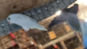 papuqay qefes: Folpus varabinniy papuqay dünyanın ən balaca tutu quşusu ən balaca — 6