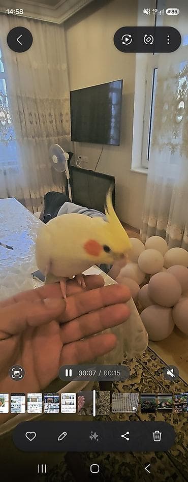 quş adları: Növ: Nimfa tutuquşusu (Cockatiel) Rəng: Açıq sarı/krem, yanaqlarda — 2