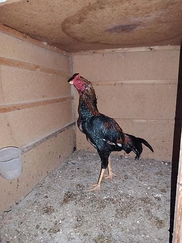 ev quslarinin satisi: Salam aleykum. Cavan becedi 9 ayliqdi 1 defe meşqi olub cidi isdeyene — 2