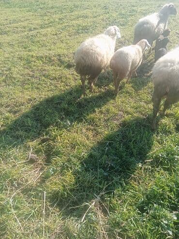 xacmazda satilan inekler: 1ci 2ci 4cü qardilar 470 deylir balali cidi şexsler zeng vursun — 7