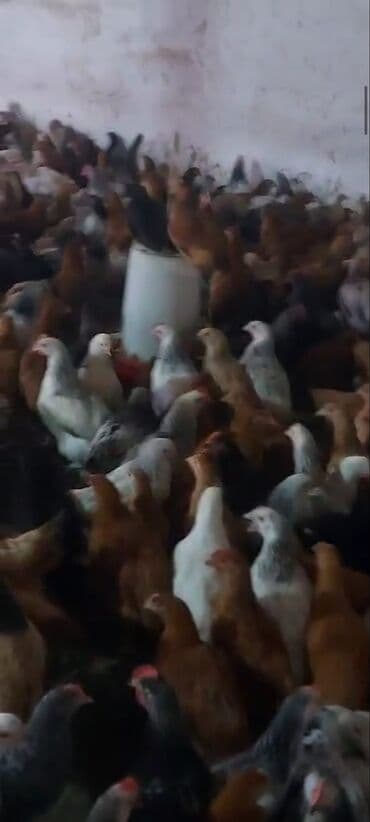 hovsan toyuq fermasi: Toyuq, Yumurtalıq, Ünvandan götürmə, Ödənişli çatdırılma — 6