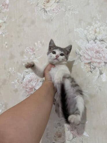 pişik paltarları: Amerikan Shorthair, Dişi, Yaxşı əllərə — 5