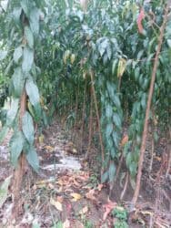 böyürtkən və moruq: Məhsul: Meyvə ağacı tingləri və həmişəyaşıl dekorativ iynəyarpaq — 14