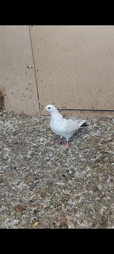 gence quşlar: Baladan qalxma qara quyruq repis göyərçindi . Tam sağlam — 2