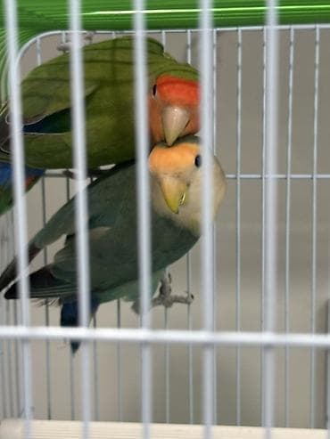 попугай жако купить в баку: Məhsul: Sevda papuqayları (agapornis) cütü və qəfəs dəsti Təsvir: - — 1