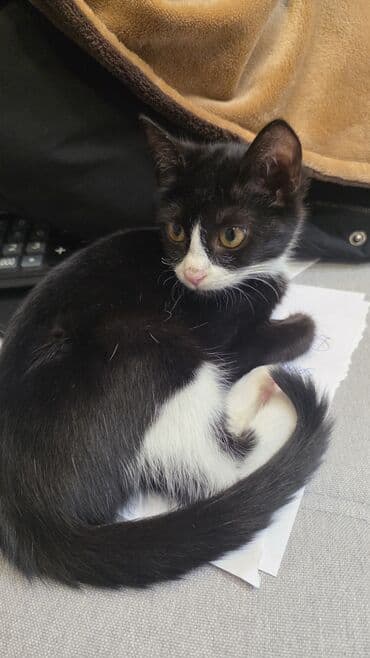 bala xaski: Erkək, Yaxşı əllərə, Ünvandan götürmə — 7