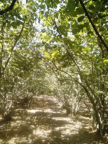 hovsanda obyekt satılır: 5 otaqlı, 100 kv. m, Kredit yoxdur, Orta təmir — 9