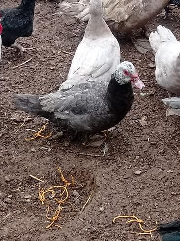 ordəy: Tam sağlam akdif bezekli lal ördekler sagılır.her bir rengden 1-cütdü — 3