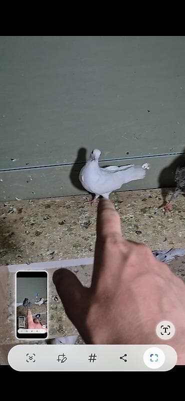 arpa bugda satisi: Salam olsun hər kəsə 6dənə tutulma heyvanlardı 6sı 70 manat ünvan bakı — 2