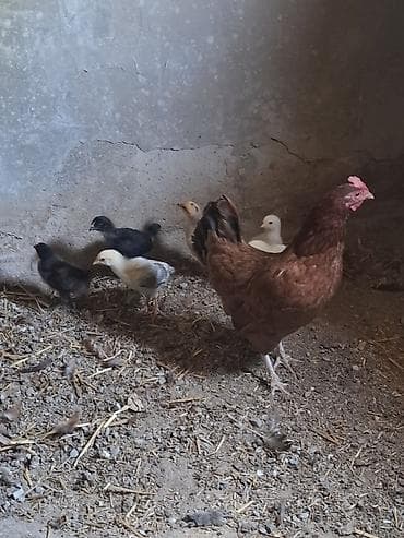 quşlar: 10 yumurtuyan toyug 1 xoruz 13 dene colpa toyug altinan cixan 1 den — 10