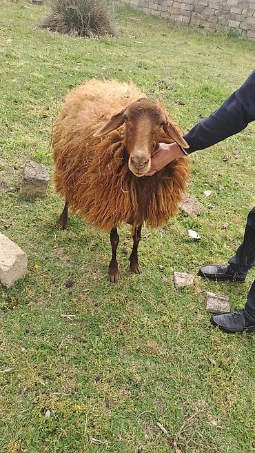 Qoyunlar, qoçlar: 2 qarın doğub. Keçən il yanvar ayında axrıncı doğub. Qoça gəlir — 3