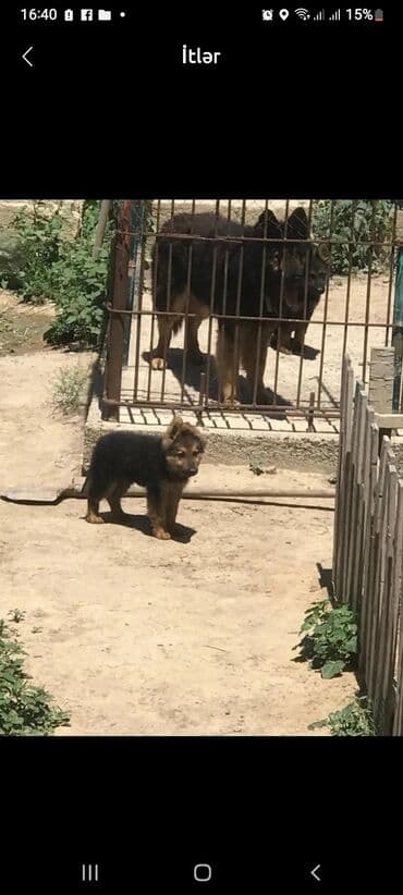 tuklu itlər: Alman çoban iti, 2 ay, Erkek, Peyvəndli, Ödənişli çatdırılma — 6