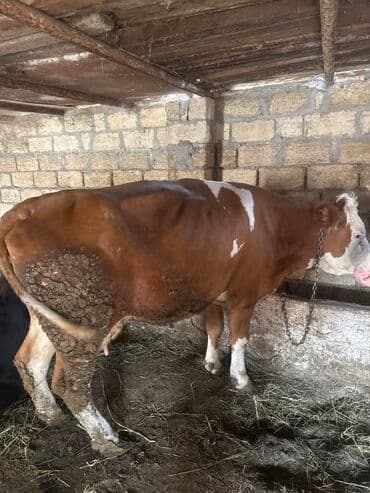 yerli cins inekler: Inəklər öz qapimizin heyvnalradir saf qan simental balalari ilə — 8