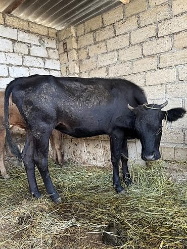 qaz cinsleri: Qara rəngli yerli inək - Cins: yerli tip, qısa buynuzlu - Rəng: tam — 1