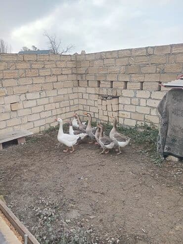 Inəklər, öküzlər: Qaz satılır — 4