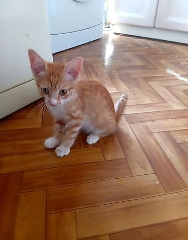 Бесплатно пристраивается Рыжик. Мальчик, возраст 3 месяца. Игривый и — 4