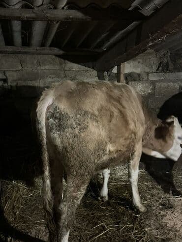 heyvan bazari inekler: Теленок, Самец, месяцев: 1, 105120 кг, Для мяса, Самовывоз — 8