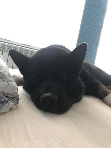it satislari: Akita-inu, 4 il, Erkek, Sənədli, Ödənişli çatdırılma — 8