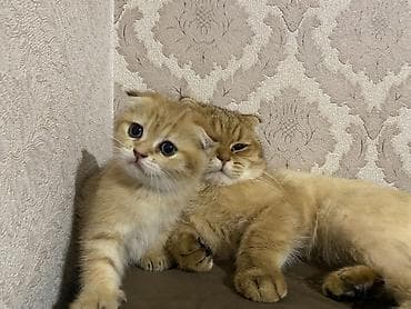 Pişiklər: Qızıl şinşilla, Dişi — 3