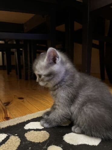 pişik ağ: Temiz qan Oglandi 15.11.25 dogulub. Qum terbiyesi yeme oyredilib — 5