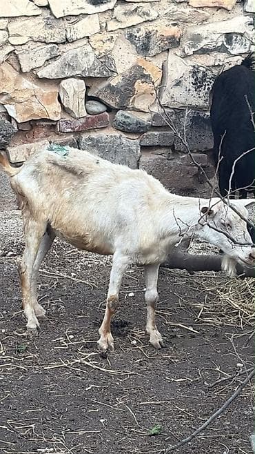keci: Erkək, il: 4, 15 kq — 1