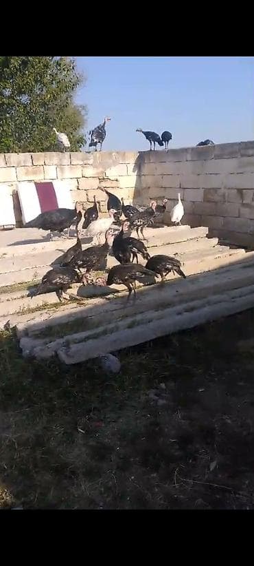 toyuq ucuz qiymete: Çekisi 2.300kq hinquşu balalar 3ayliqdir 20 denedir analari ile — 4