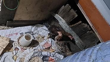 quş yarım tip: Toyuq cücələri, Damazlıq, Ödənişli çatdırılma — 5