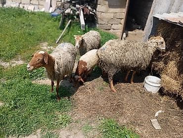 qoyun itleri bakida satisi: Dişi, il: 3, Damazlıq — 4