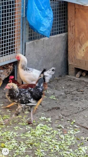 toyuq cuce: Toyuq, Yumurtalıq — 5