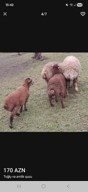 Toğlu və əmlik quzu 1eded buynuzlu erkey 17.18kq diri cekisi. arxa