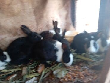 ereb dovşanı: Herkese salam. bugünki dovşanların ətlik dovşanların və içinde qarnı — 2