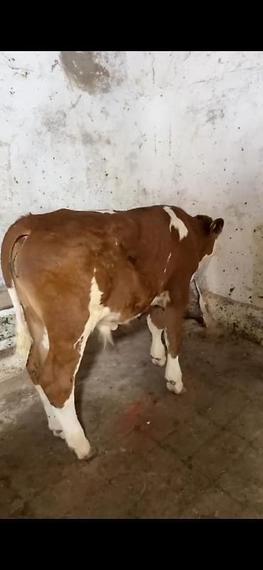 diwi dana: Simental cinsi buzov - Rəng: qırmızı-ağ ləkəli - Qulaq birkaları — 3