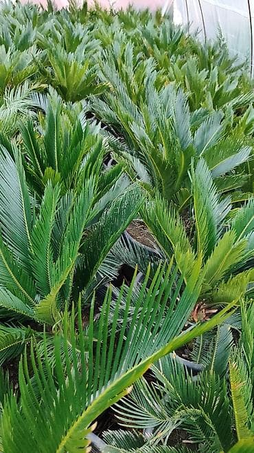 Çöl bitkiləri: Saqo palması (Cycas revoluta) – qablarda yetişdirilmiş dekorativ bitki — 3