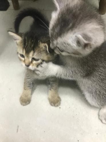 pişik ucun oyuncaq: Tabbi — 3