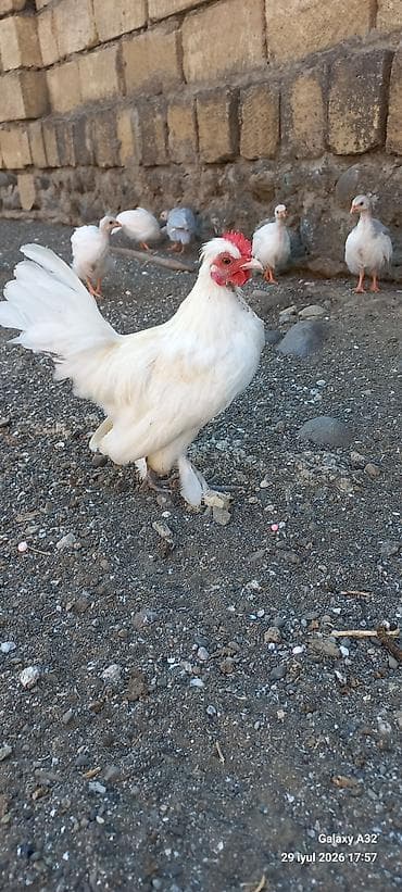 Toyuq, Damazlıq