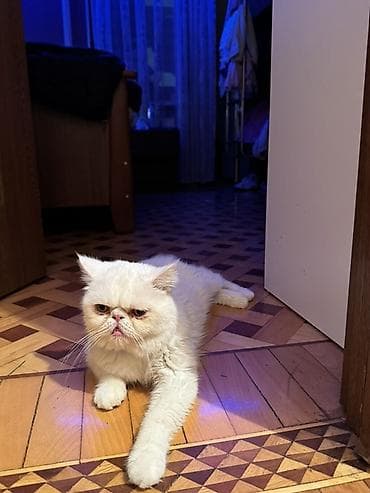 bit əleyhinə: Ekzot — 2