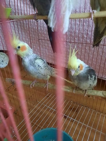 tap.az heyvanlar itler: Tutuquşları — 2