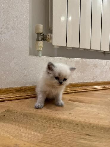 Boz balaca pişik balaları - Xüsusiyyətlər: - Tükləri vahid tünd-boz — 6