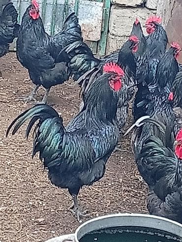 Məhsul: Qara rəngli xoruzlar (yumurta və damazlıq üçün) təmiz