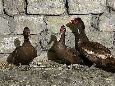inek alım satım: Başlıq: Fərə ördəklər macar krasnadar bide macar qara zümrüdü bala — 2
