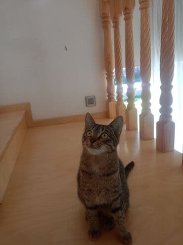 doberman balası: Tabbi, Dişi, Yaxşı əllərə, Pulsuz çatdırılma — 6