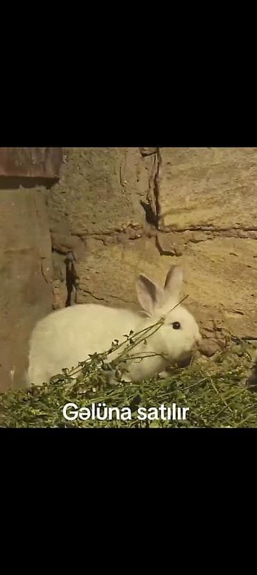 dövsan: Ağ rəngli ev dovşanları – gəlünə satılır. Salam aleykum balaca qulaq — 3