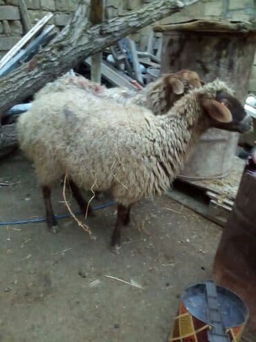 balasına sud verməyən qoyun nə adlanır: Məhsul: Qoyunlar - Növ: Yerli (ehtimalən qaragül/yağlı quyruq tipli) — 8