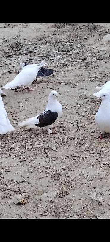 Pişiklər: Qowa cep hunkari mayadi. Erkeyi yoxdu deye satiram. Maraqlanan burada — 1