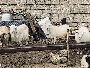 alpin keçi: Salam. Allah hamının malına bərəkət versin. Hamısı Rus keçiləridi.5 — 5